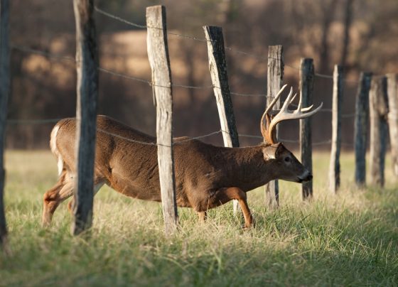 High Fence Whitetail
