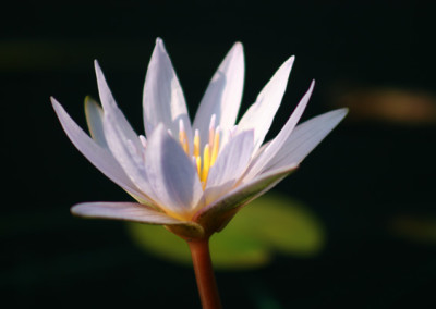 white spider lily