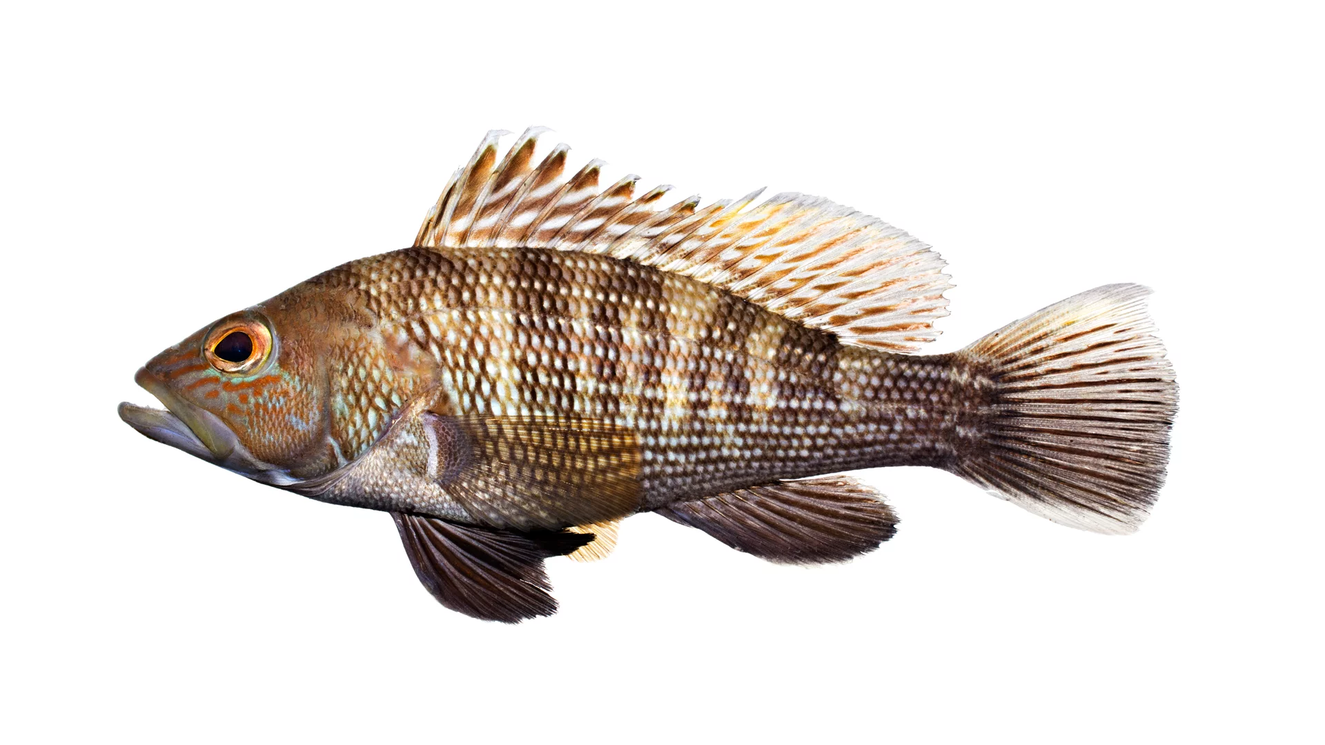 White Seabass Fish Through the Seasons