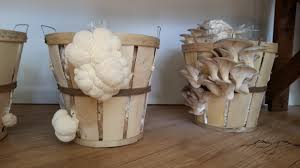 What is the ideal temperature and humidity for Lion’s Mane cultivation?