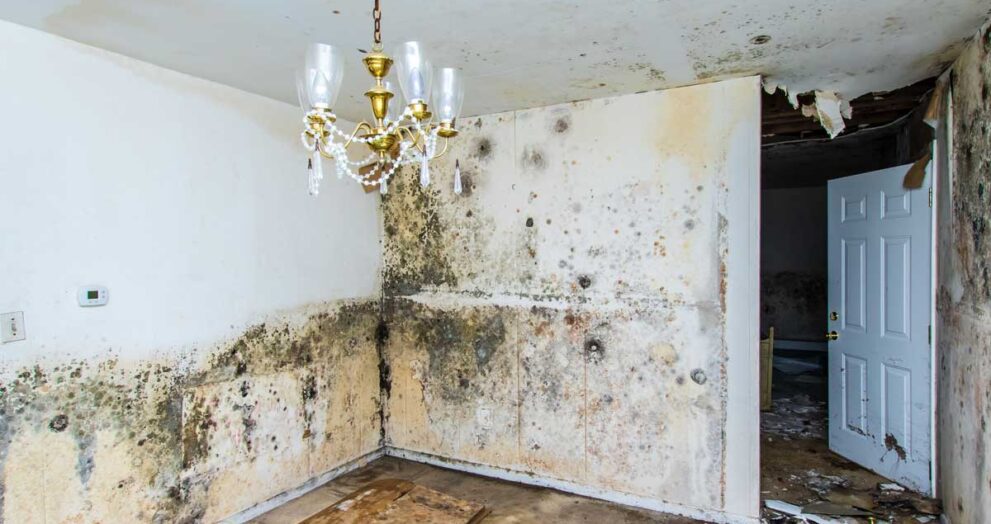 mold remediation inspection​