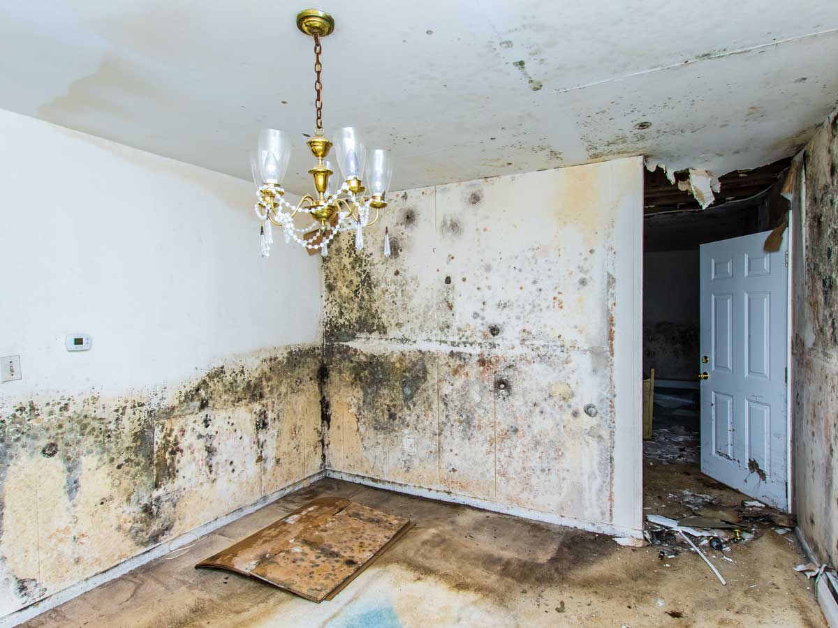 mold remediation inspection​