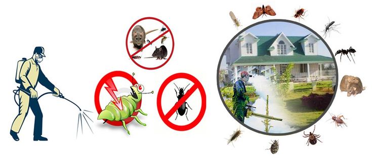 pest control services Lahore