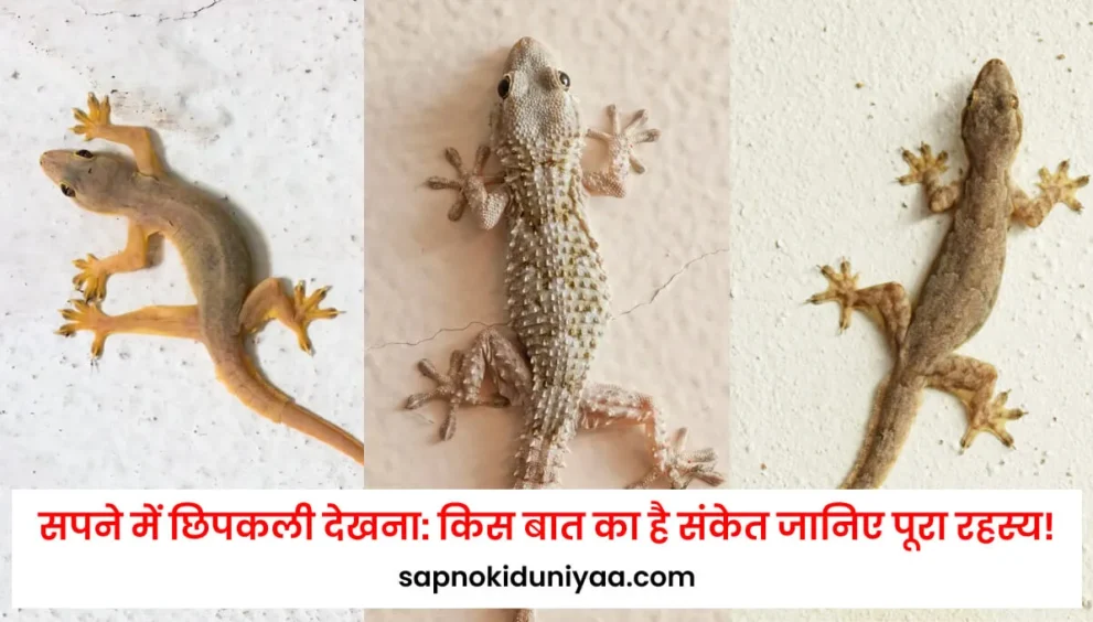 sapne-me-chipkali-dekhna (3)