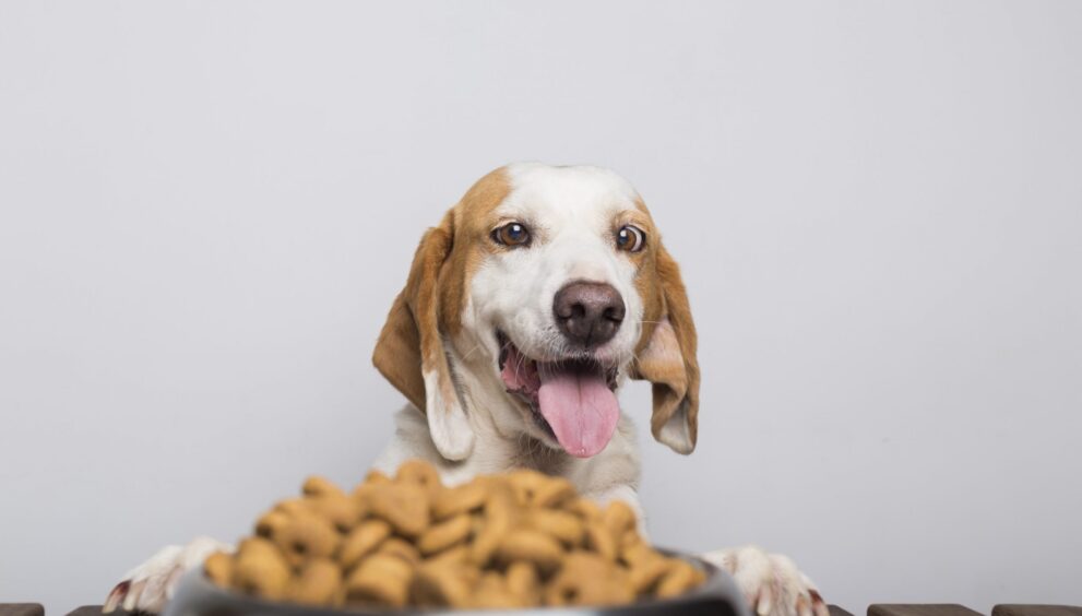 Dog Food