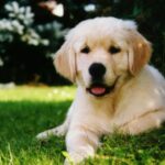 The Ultimate Guide to Home Nursing Services in Patna